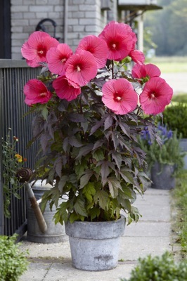 Hibiscus-Carousel Pink Passion_Patio