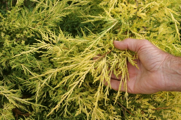楽天市場】【出荷中】産地直送【送料無料】山口県産『自然薯