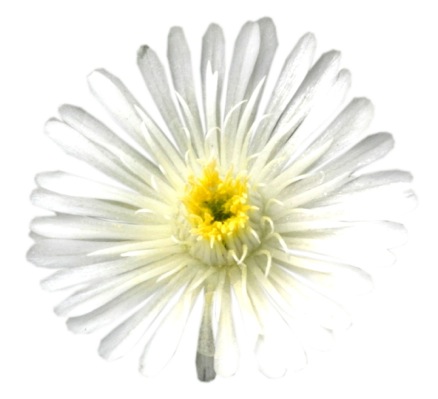 Mittagsblume ‚White Wonder‘ – Delosperma Mit Weißen Blüten, Winterhart, Im 12cm Topf