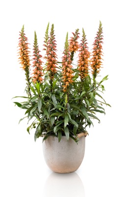 Concept Plants | Isoplexis 'Bella' PP32,442