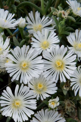 Delosperma-White Wonder_Close up flower