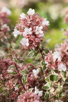 Concept Plants | Abelia grandiflora Magic Daydream (‘Opstal102’)