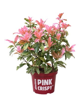 Concept Plants | Photinia fraseri Pink Crispy ('Oploo05') PP26,578