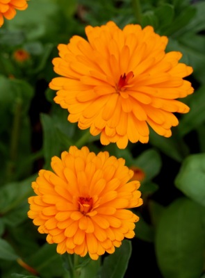 Concept Plants | Calendula hybrid Winter Wonders™ Peach Polar