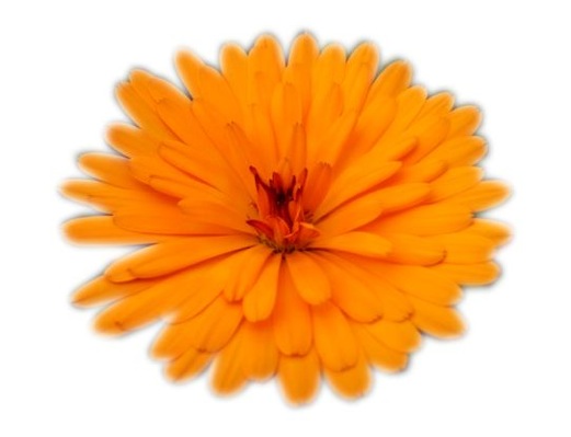 Calendula-Peach Polar_Close up flower