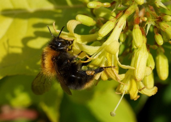 Diervilla-Honeybee_Close up flower