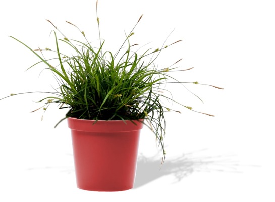Carex-Everdi_Pot