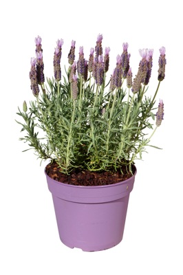 Concept Plants | Lavandula pedunculata subsp. lusitanica Lusi™ Pink