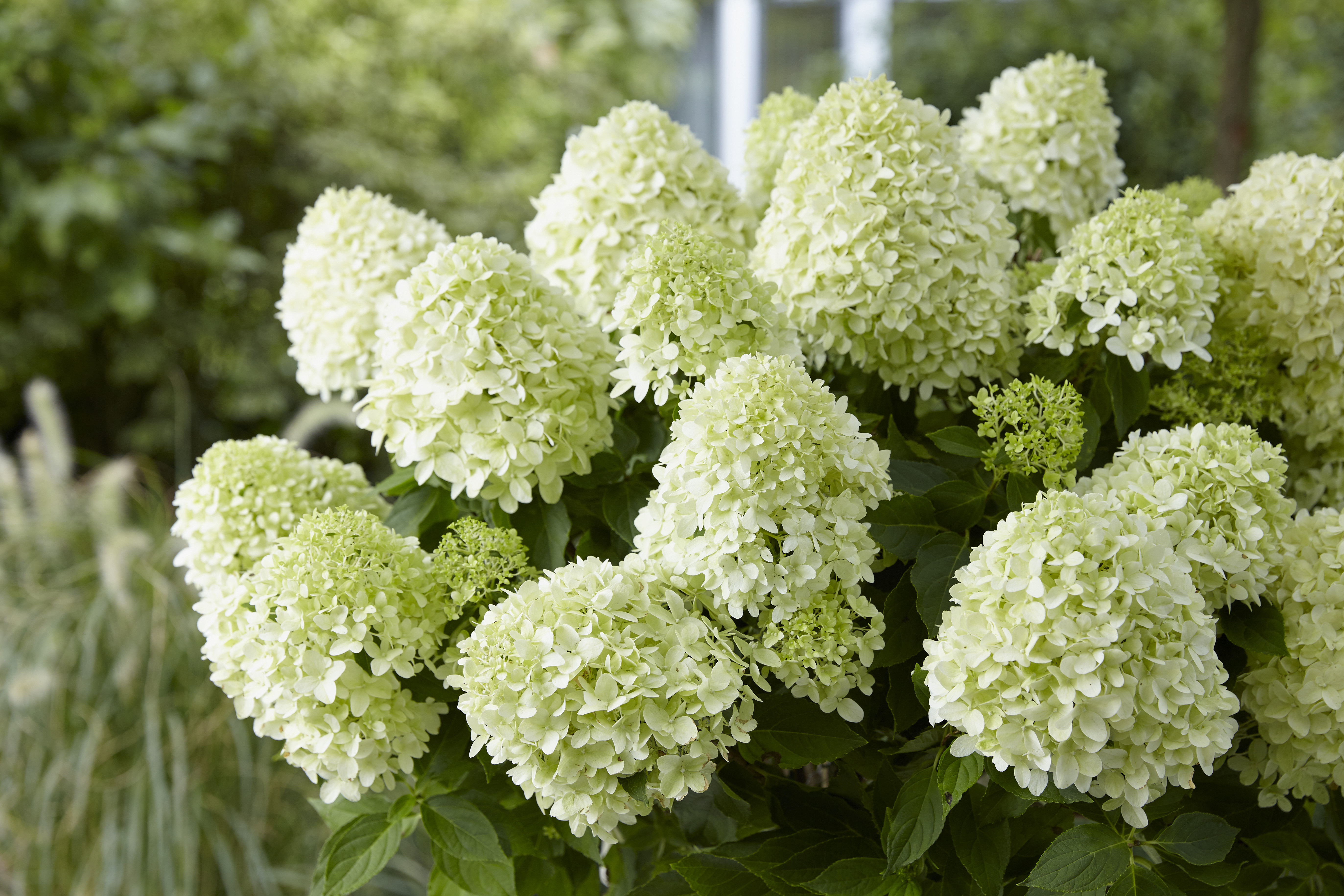 Image of Hydrangea little spooky 2