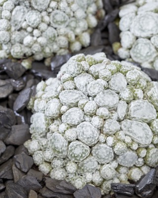 Sempervivum-Arctic White_Foliage