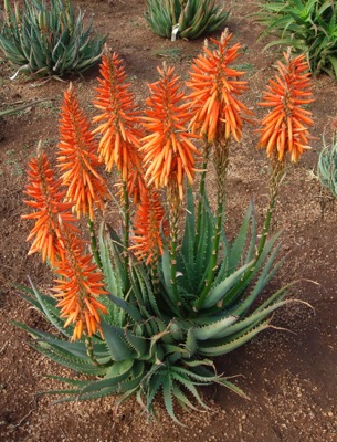 Aloe-Safari Orange_Garden