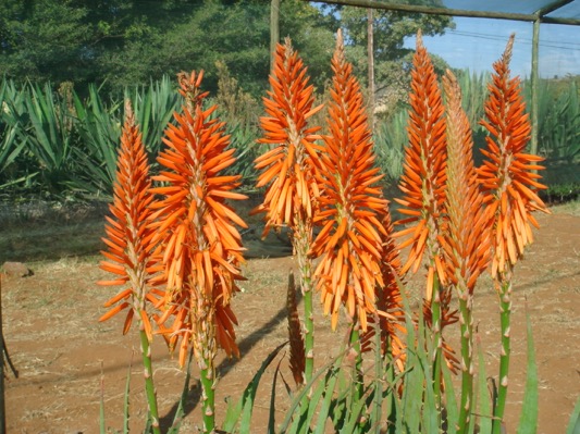Concept Plants | Aloe Safari Orange ('ANDora') PP28,003