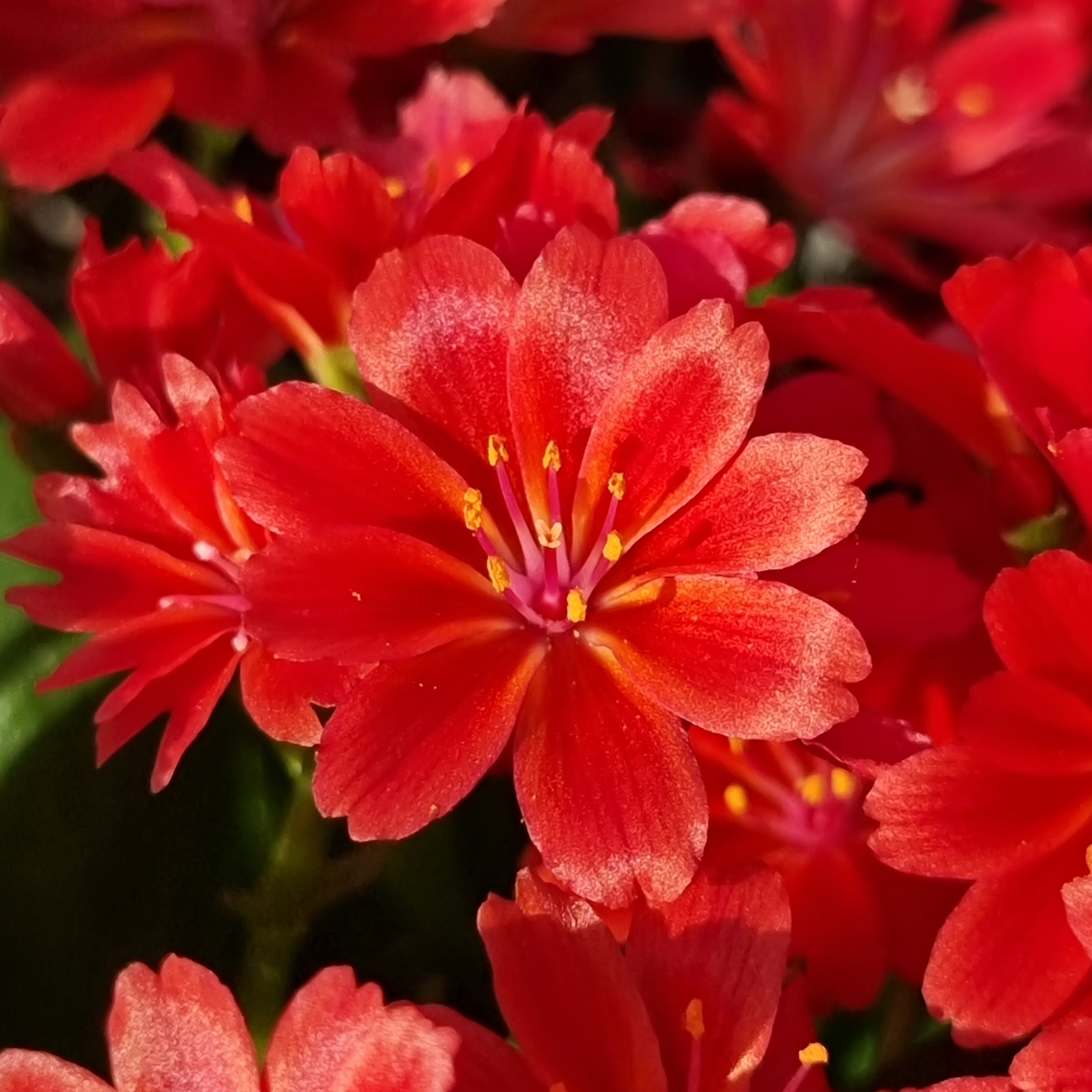 Concept Plants | Lewisia cotyledon Sunset Glow ('Marianne') PPAF