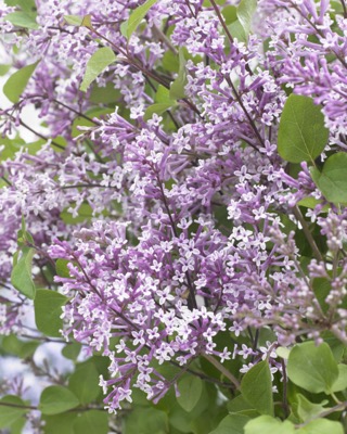 Syringa-Flowerfesta Purple_Close up flower