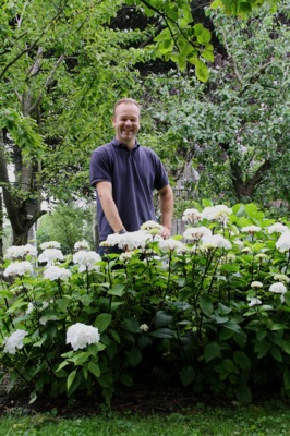 Zebra hydrangea outlet