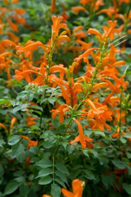 Tecomaria-Cape Town Orange_Flower