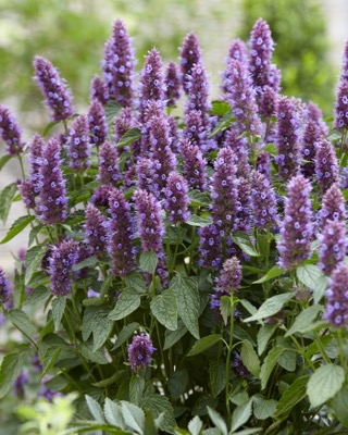 Agastache-Beelicious Purple_Flower