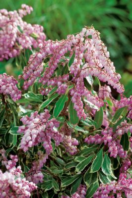 Buy Passion Frost Pieris Japonica, Free Shipping