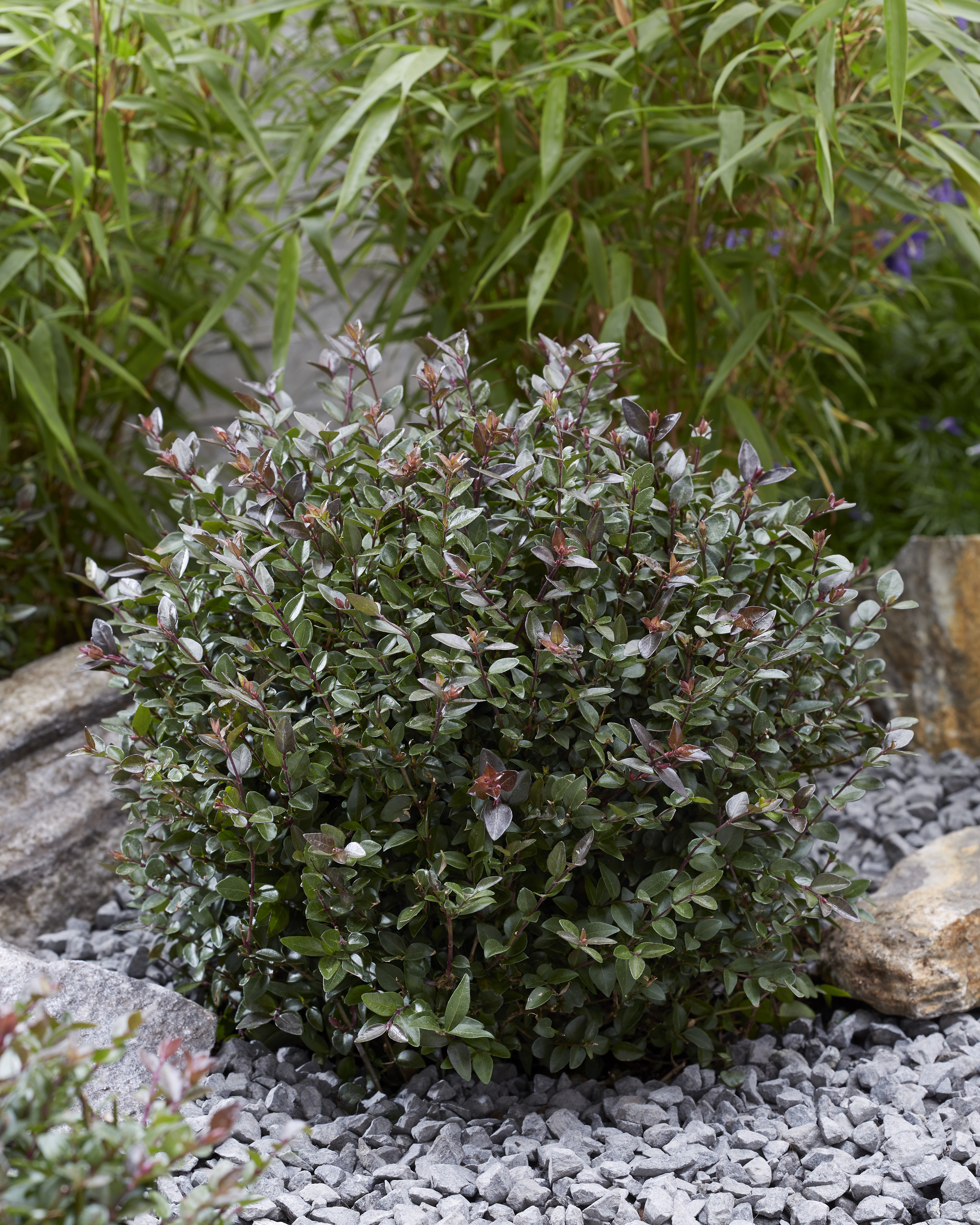 Concept Plants | Lonicera nitida Garden Clouds Purple Storm ('LN02')