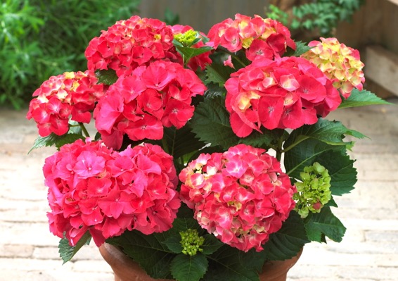 Concept Plants | Hydrangea macrophylla 'Red Sensation ' PP18,197
