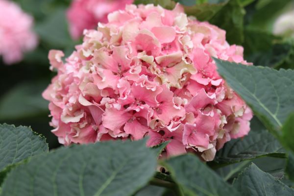 Hydrangea ハイドランジア ベルベリス Hydrangea ハイドランジア