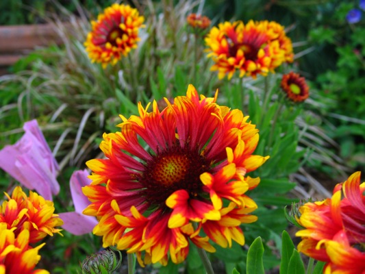 Concept Plants | Gaillardia grandiflora 'Frenzy' PP19,943