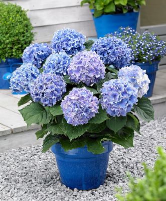 Hydrangea macrophylla ('Spike') - Concept Plants