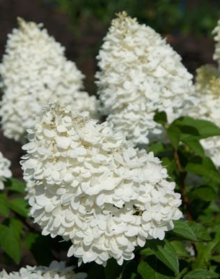 Hydrangea-Sweet Summer_Close up flower