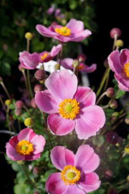 Concept Plants | Anemone hybrida Pink Cloud (‘PKAN’) PP24,023