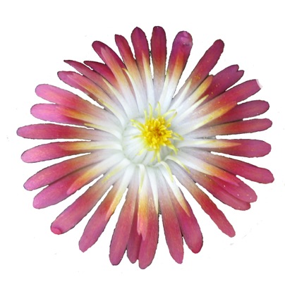 Delosperma-Jewel of Desert Ruby_Close up flower