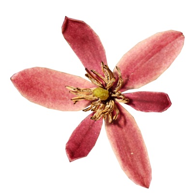 Magnolia-Stellar Ruby_Close up flower