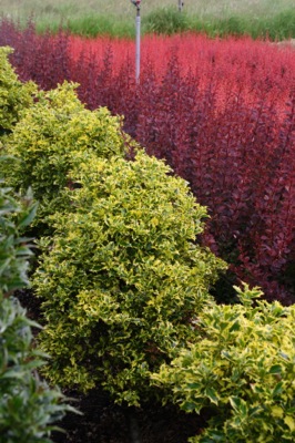 Concept Plants | Ilex aquifolium 'Golden DJ' PP27,133