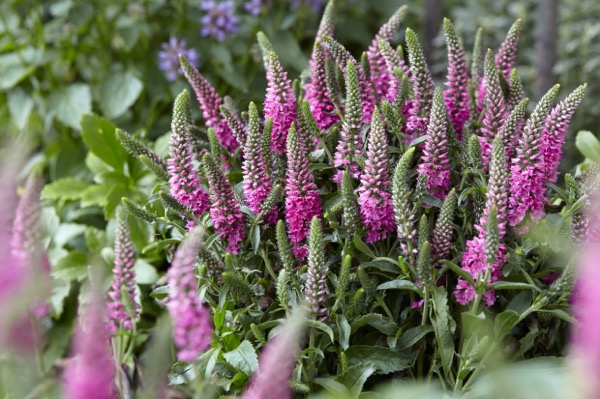 Concept Plants | Veronica spicata Pink Candles ('Verspi') PP29,780