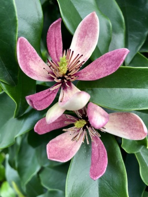 Magnolia-Stellar Ruby_Flower