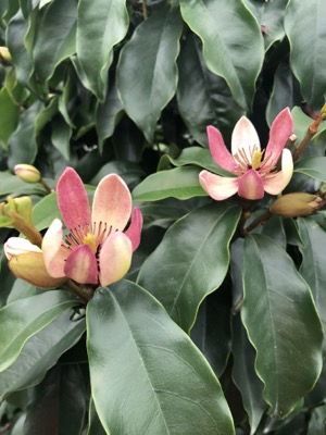 Magnolia-Stellar Ruby_Flower