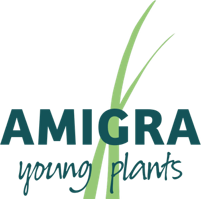 Amigra Young Plants