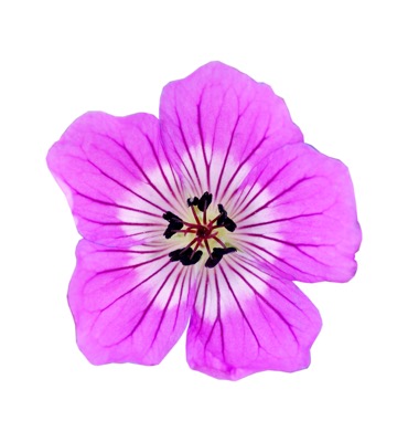 Geranium-Kelly Anne_Close up flower