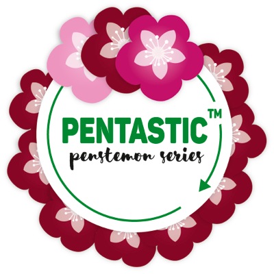 logo-penstemon-pentastic-pink-yapmine-pp28-040