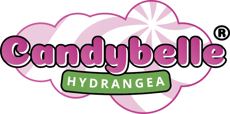 logo-hydrangea-arborescens-candybelle-cotton-candy-grhyar1407-pp31-016