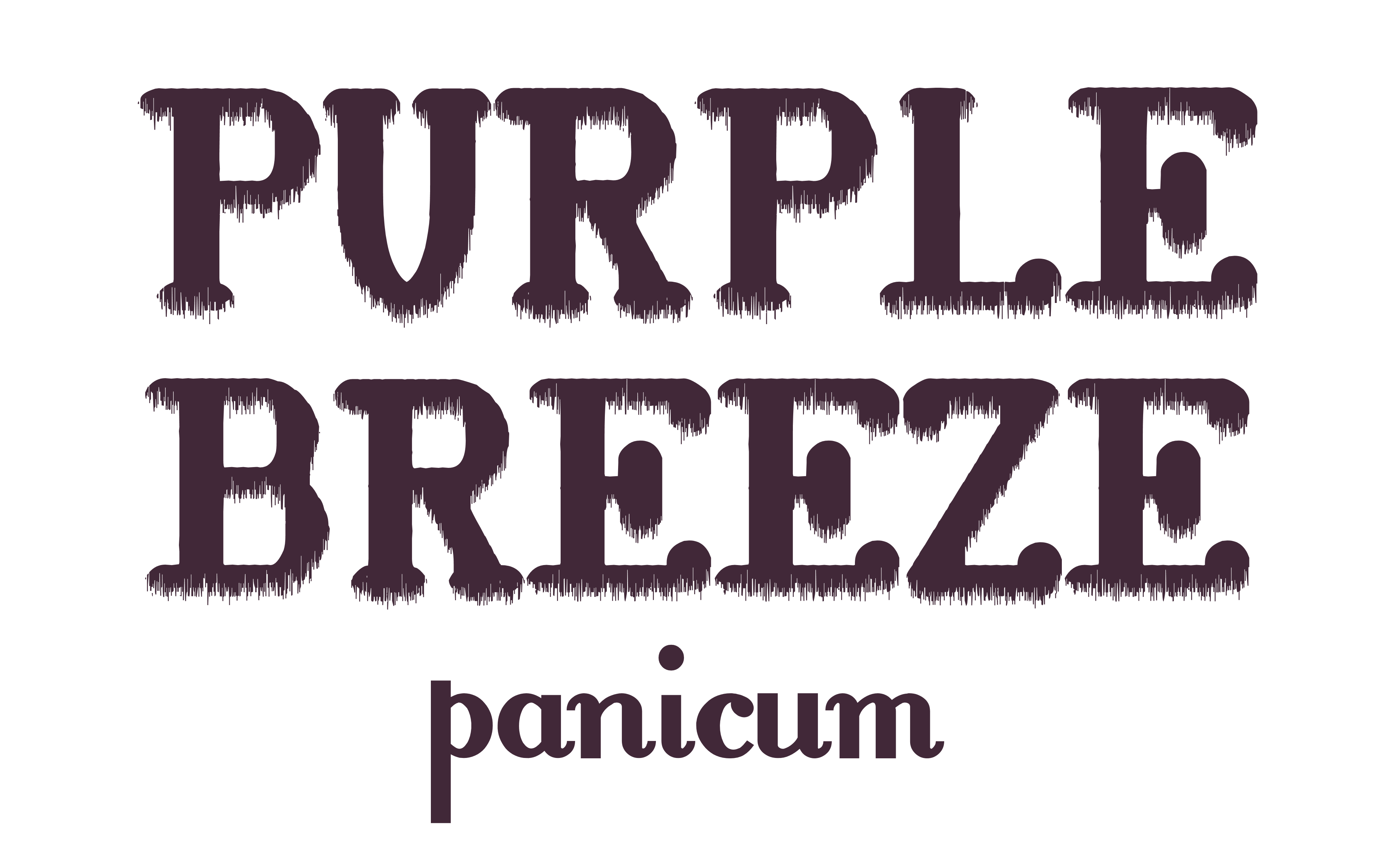 logo-panicum-virgatum-purple-breeze