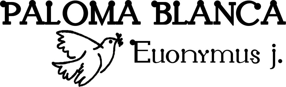 logo-euonymus-japonicus-paloma-blanca-lankveld03-pp24-156