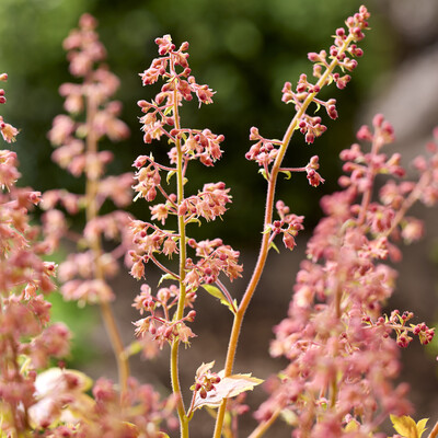 Heuchera Eternal Flame