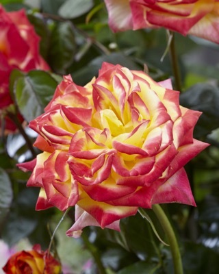 Rosa-Elizabeth Ashley_Close up flower