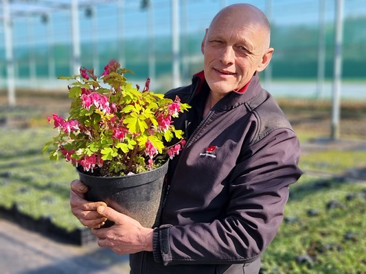 Dicentra Jolly Hearts Amore