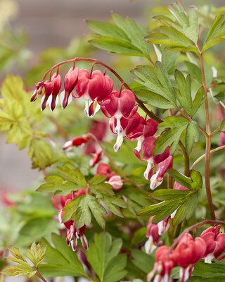 Dicentra Jolly Hearts Love