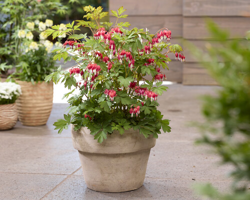 Dicentra Jolly Hearts Love