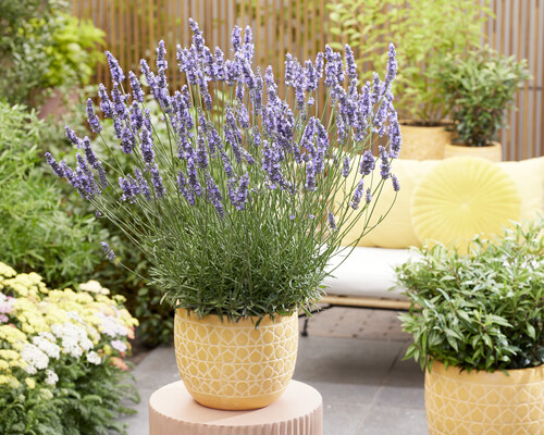 Concept Plants | Lavandula intermedia Sensational!® ('Tesseract')