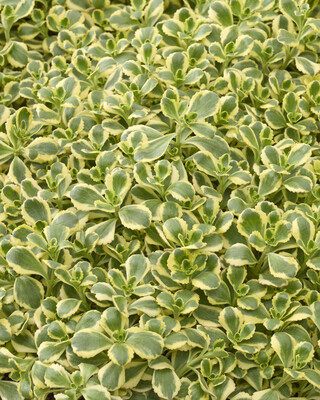 Sedum Little Gecko