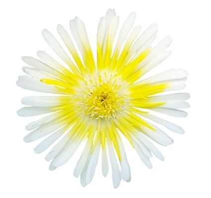 Delosperma-WOW Limoncello_Close up flower