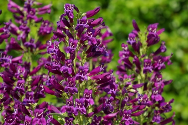 Penstemon-Purple Perfection_Flower